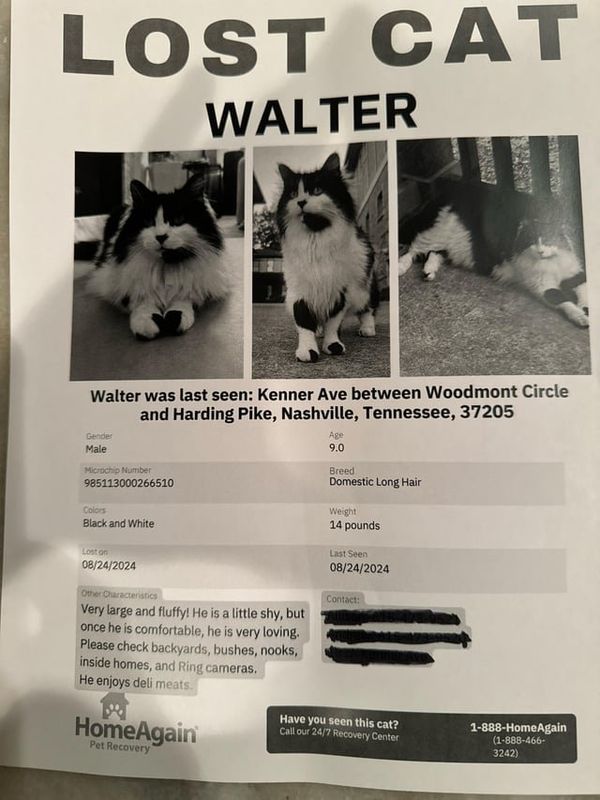 Lost Cat in Kenner, Louisiana — listing photo