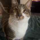 Lost Cat in Charlotte, North Carolina — listing photo