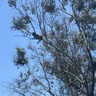 Found Cat in Los Angeles, California — Finally Got the Cat Down from Culver City Park Tree
