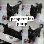 Found Dog in San Diego, California — kitties need a fur-ever home!