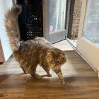 Found Cat in Washington, District of Columbia — Cat found near Logan Circle