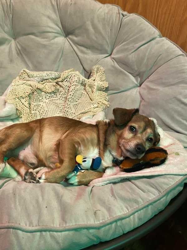 Lost Dog in Beckley — listing photo