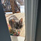 Lost Cat in Asheville, North Carolina — Oakley Neighborhood/Onteora Blvd. grey cat: are they yours?