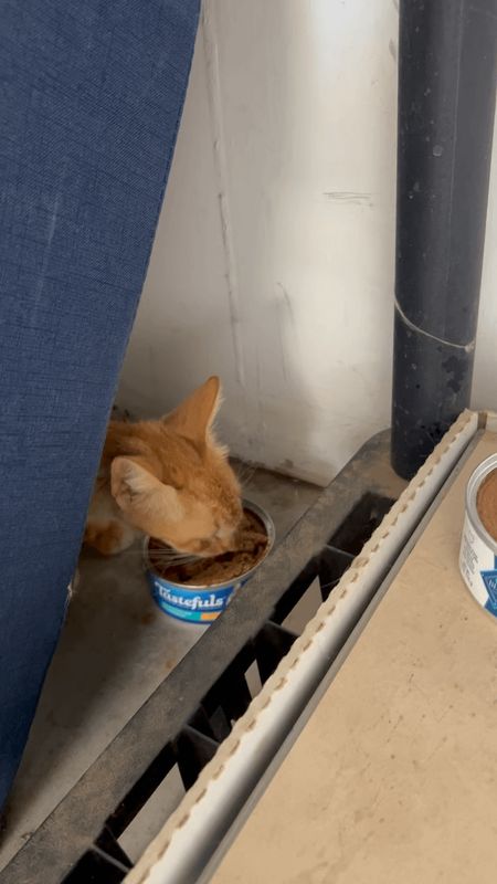 Lost Cat in Phoenix, Arizona — listing photo