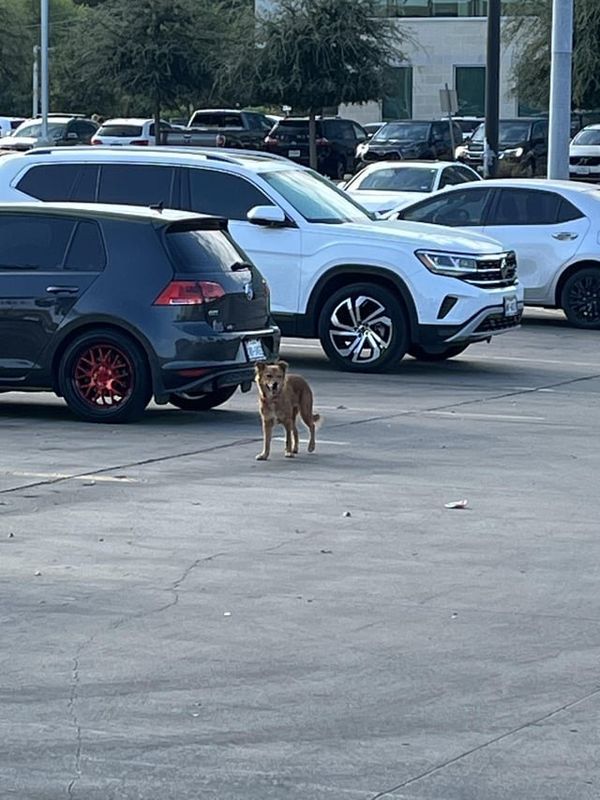 Lost Dog in San Antonio, Texas — listing photo