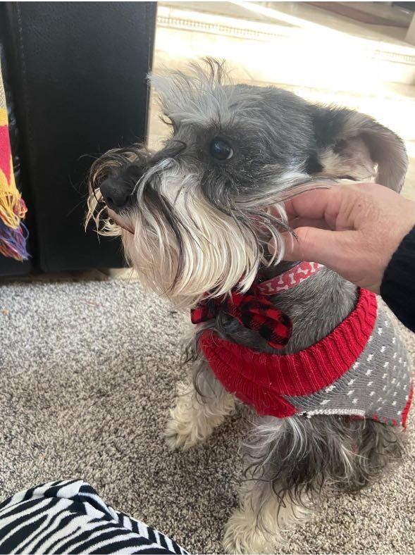 Found Dog in Northridge — listing photo