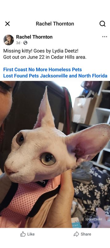 Lost Cat in Cedar Hill, Texas — listing photo