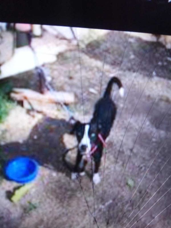 Lost Dog in Isleton — listing photo
