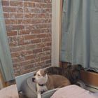 Lost Dog in Albuquerque, New Mexico — listing photo