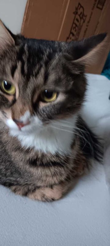 Lost Cat in Oakland, California — listing photo