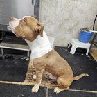 Found Dog in Portland, Oregon — listing photo