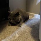 Lost Cat in Nashville, Tennessee — listing photo