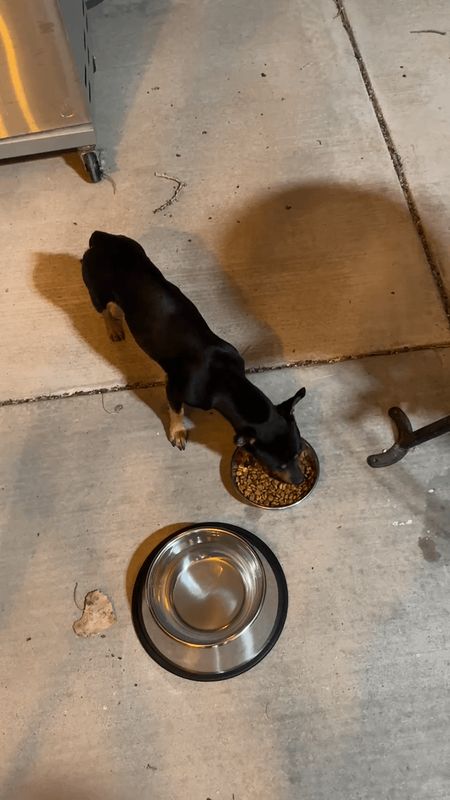 Found Dog in Mesa, Arizona — Anyone missing this little guy? I found a dog near 65th and Mesa Alegre.