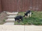 Lost Dog in Denver, Colorado — Two Lost Dogs in Northeast Denver