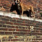 Lost Dog in Philadelphia, Pennsylvania — listing photo