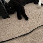 Lost Cat in Irving, Texas — listing photo