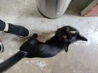 Lost Cat in Portland, Oregon — listing photo