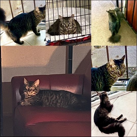 Lost Cat in Clovis, New Mexico — listing photo