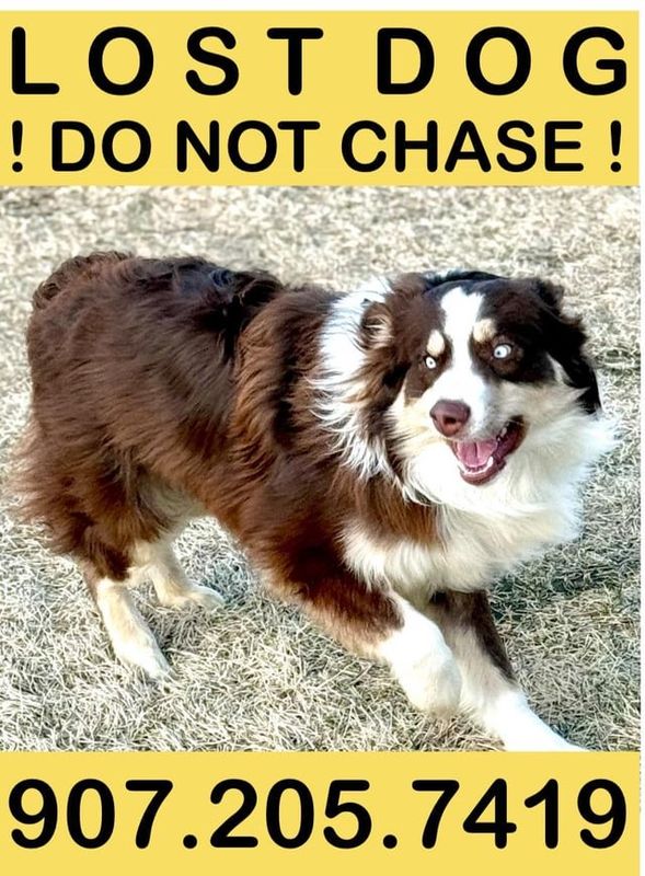 Lost Dog in Anchorage, Alaska — listing photo