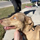 Lost Dog in San Antonio, Texas — listing photo