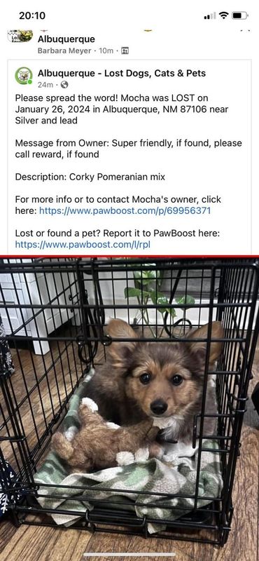 Lost Dog in Albuquerque, New Mexico — listing photo