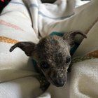 Found Dog in Jacksonville, Florida — listing photo