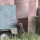 Lost Dog in K — listing photo