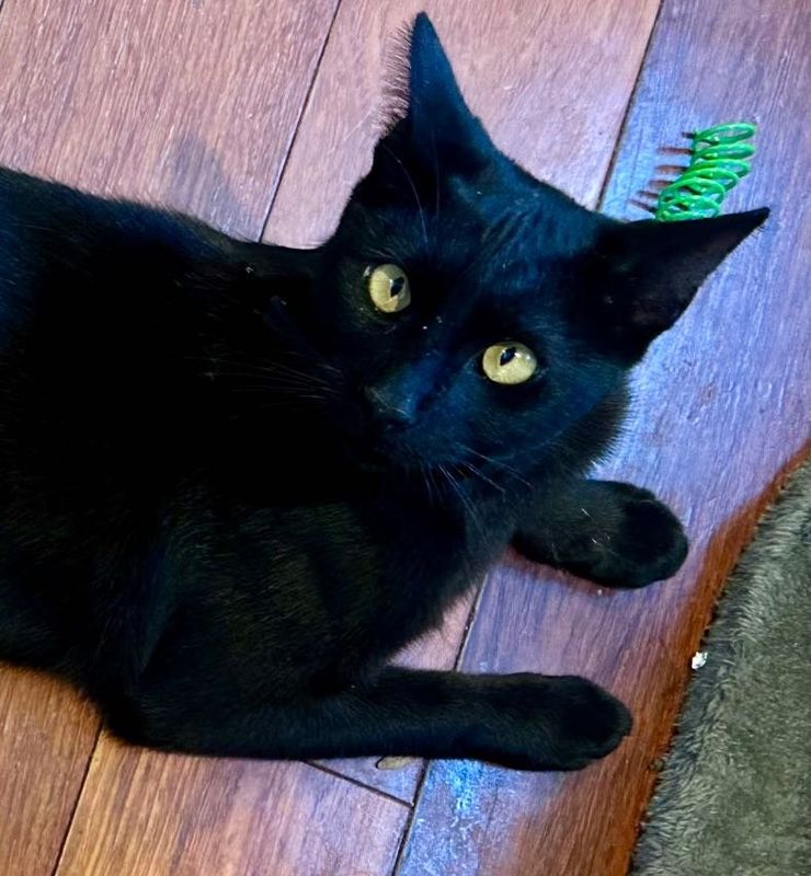 Lost Cat in Gardena, California — listing photo