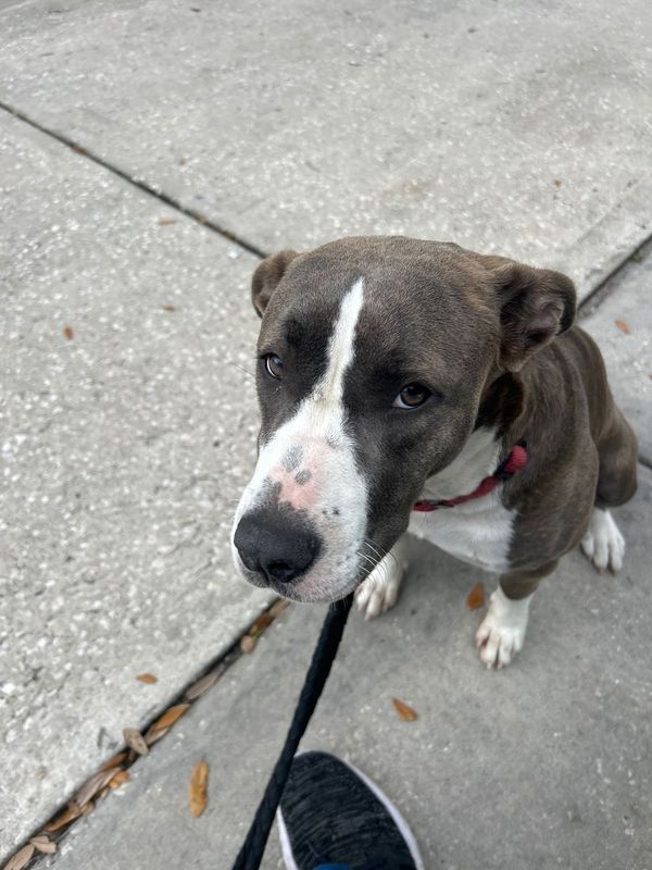 Found Dog in Sun City Center — listing photo