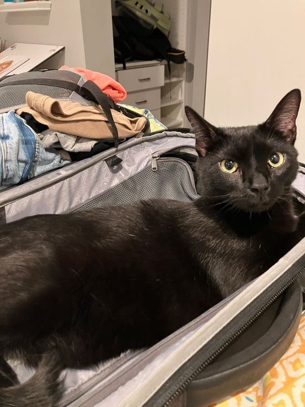 Lost Cat in Colorado Springs, Colorado — listing photo
