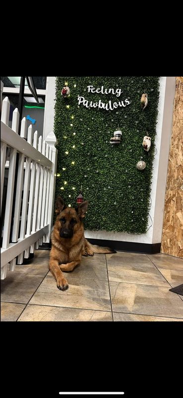 Lost Dog in Mesa, Arizona — listing photo