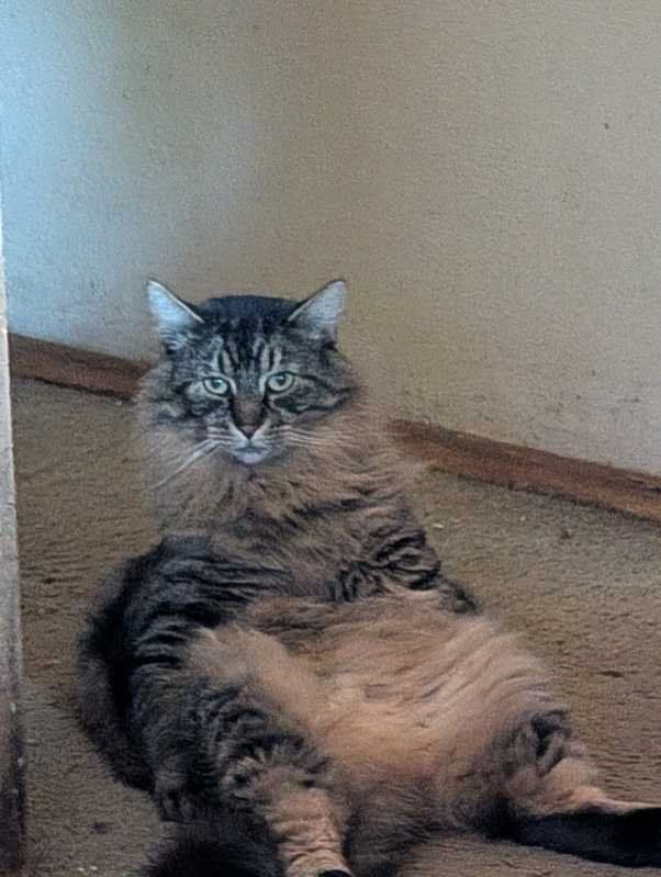 Lost Cat in Wilsonville — listing photo