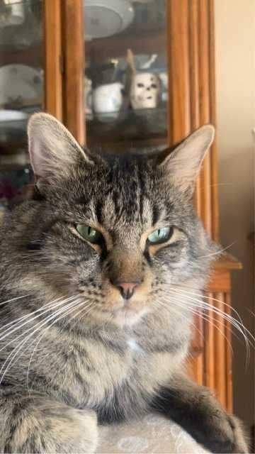 Lost Cat in Crystal River — listing photo