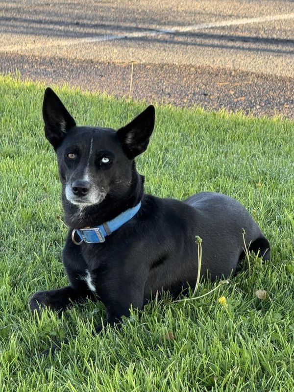 Found Dog in El Paso, Texas — listing photo