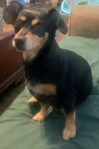 Lost Dog in Irmo — listing photo