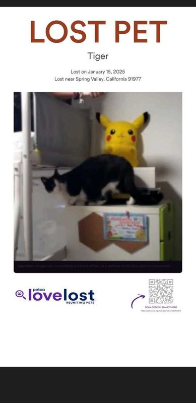 Lost Cat in Spring Valley — listing photo