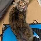 Lost Cat in Dayton, Ohio — listing photo