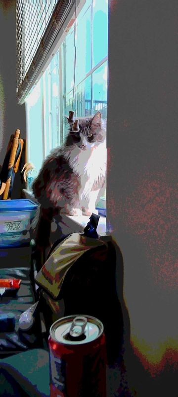 Lost Cat in Templeton — listing photo