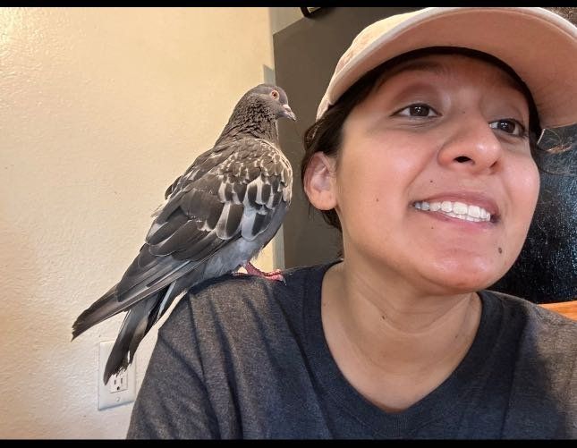 Lost Pet in Anaheim, California — listing photo