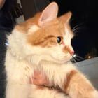 Lost Dog in Boston, Massachusetts — Is anyone missing/in need of a very talkative cat? (South Boston)