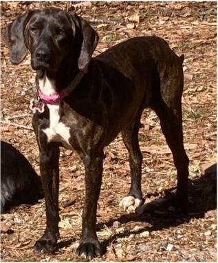 Lost Dog in Cullowhee — listing photo