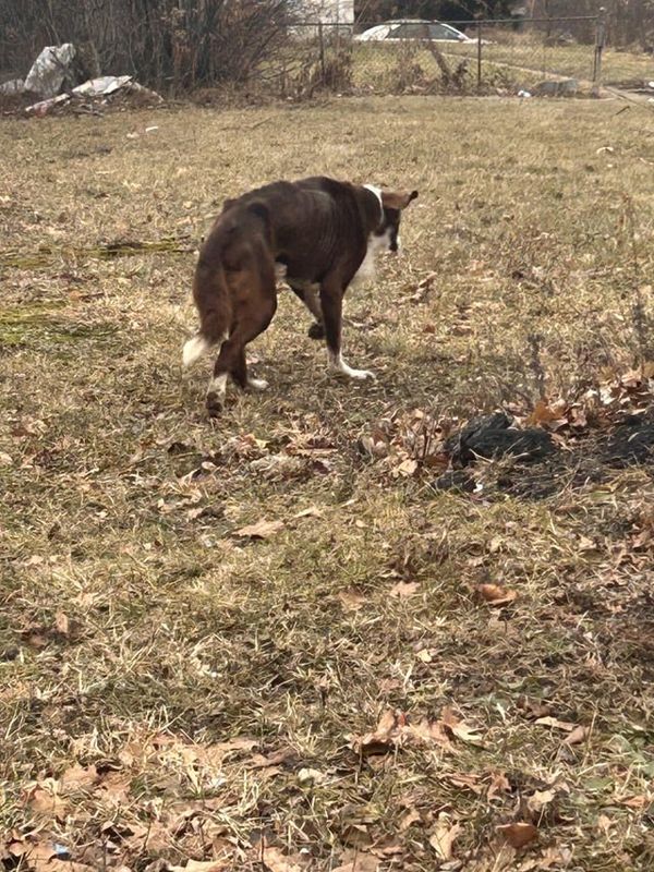 Lost Dog in Milwaukee, Wisconsin — listing photo
