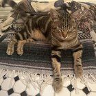 Lost Cat in San Francisco, California — friend found a lost cat