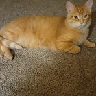 Lost Cat in Milwaukee, Wisconsin — listing photo