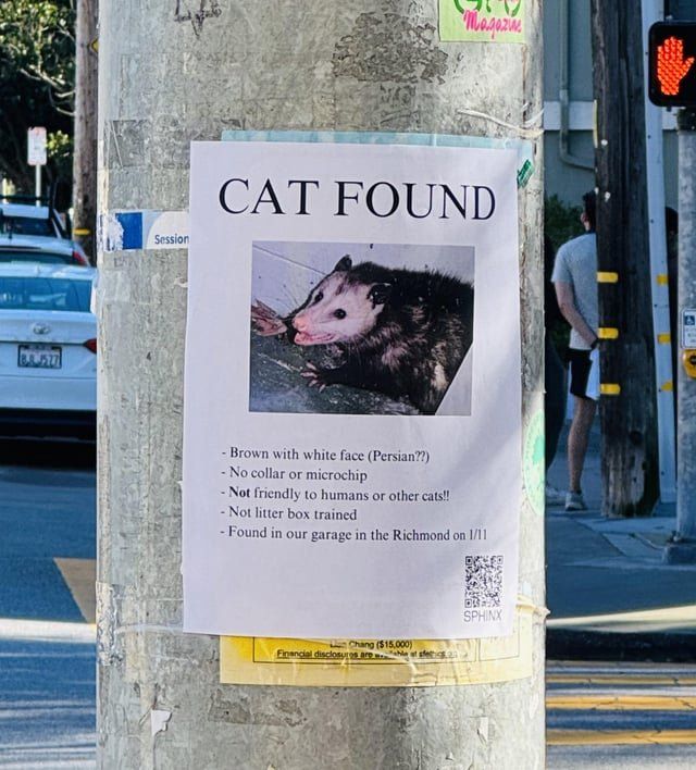 Found Cat in San Francisco, California — Someone found my cat!