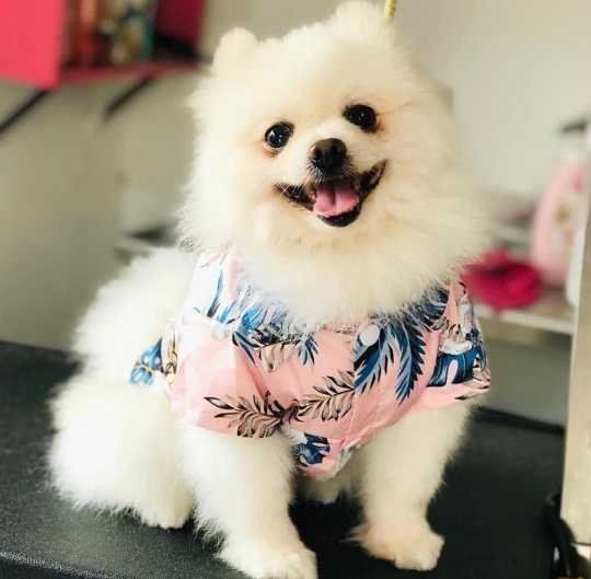 Lost Dog in Laredo, Texas — listing photo