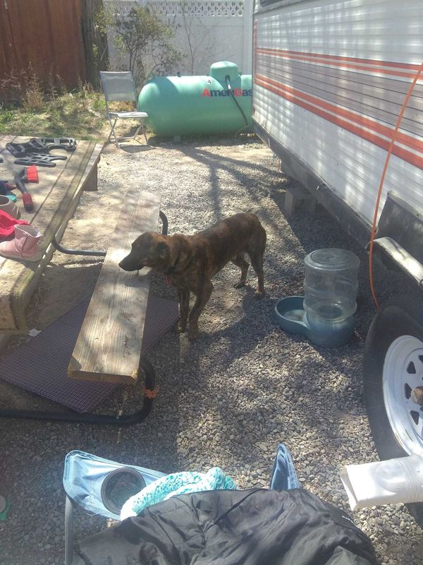 Lost Dog in Delta — listing photo