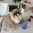 Lost Cat in K — listing photo