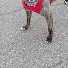Lost Dog in Oklahoma City, Oklahoma — Abandoned/lost dog needing a home