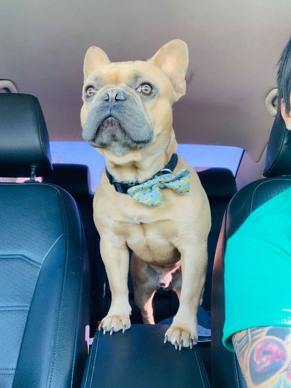 Lost Dog in San Tan Valley — listing photo